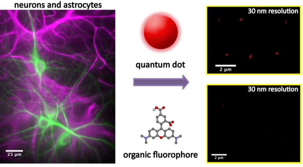 Quantum Dots for Improved Single Molecule Localization Microscopy