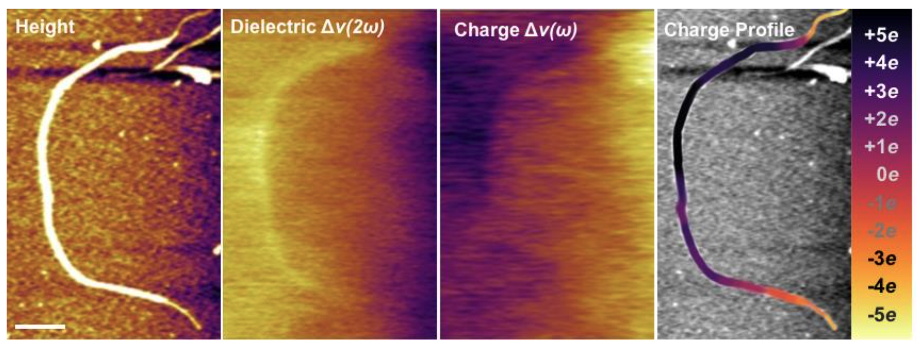 EFM images of (from left to right) topography, dielectric constant, charge and charge profile for an individual SWCNT covered in surfactant. The inset is the charge magnitude scale ranging from -5eto +5e. Dark (bright) contrast in the charge image is positive (negative) charge. Scale bar is 200 nm.
